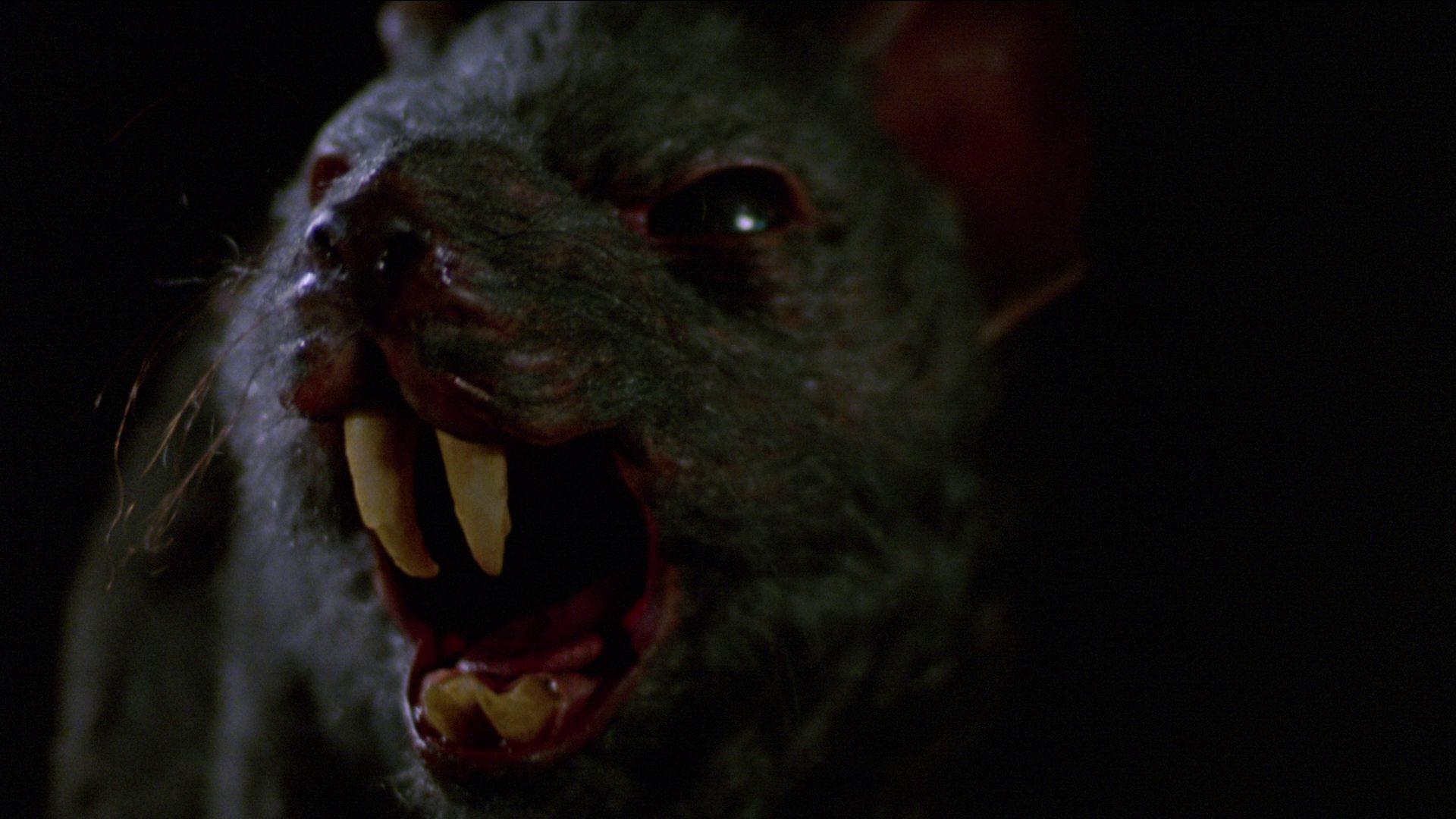 Кадр из фильма Крысы / Deadly Eyes (1982)