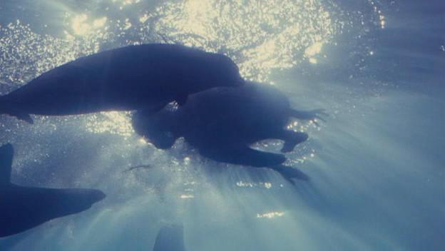 Кадр из фильма Рай океана (Океан-рай) / Hai yang tian tang (2010)