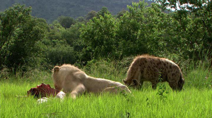 Кадр из фильма Белый лев / White Lion (2010)