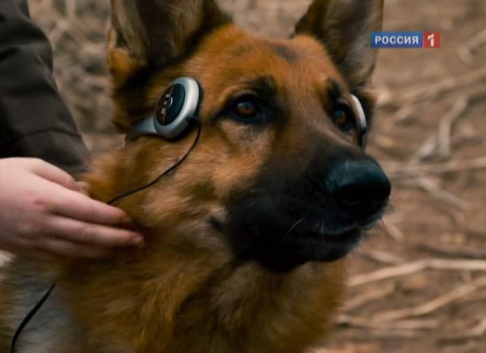 Кадр из фильма Крутой пес / Cool Dog (2010)