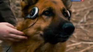 Кадры из фильма Крутой пес / Cool Dog (2010)