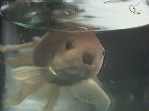 Кадр из фильма Золотые рыбки (1983)