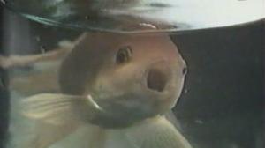 Кадры из фильма Золотые рыбки (1983)