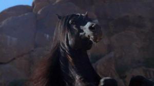 Кадры из фильма Возвращение черного скакуна / The Black Stallion Returns (1983)
