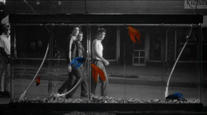 Кадр из фильма Бойцовая рыбка / Rumble Fish (1983)