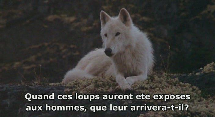 Кадр из фильма Не кричи «Волки!» / Never Cry Wolf (1983)