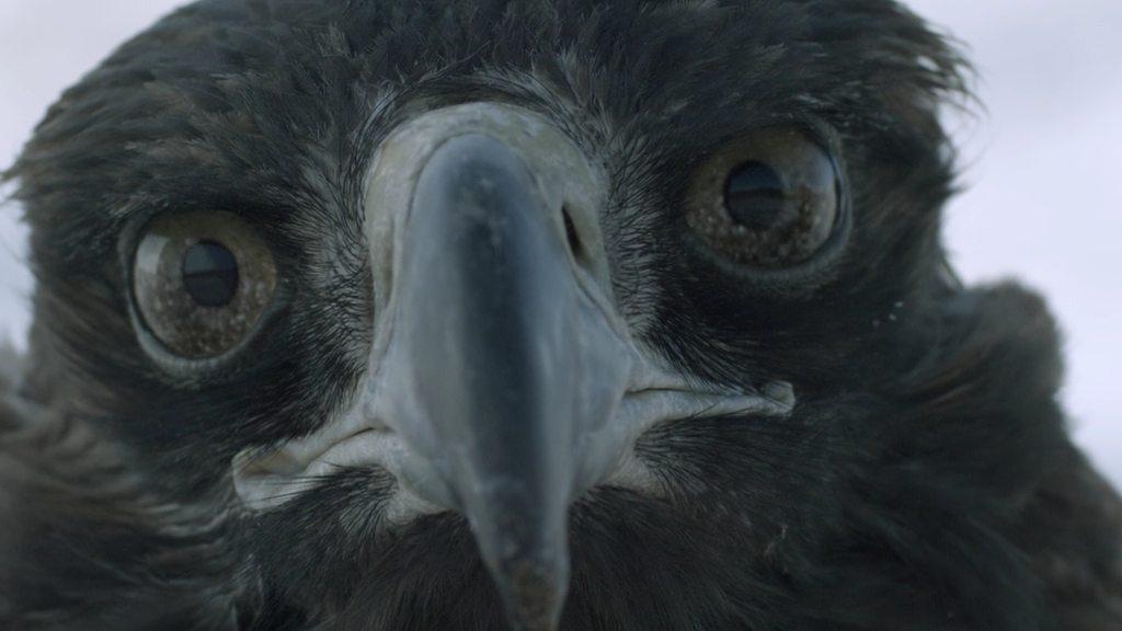 Кадр из фильма Сын охотника с орлами / Eagle Hunter's Son (2009)