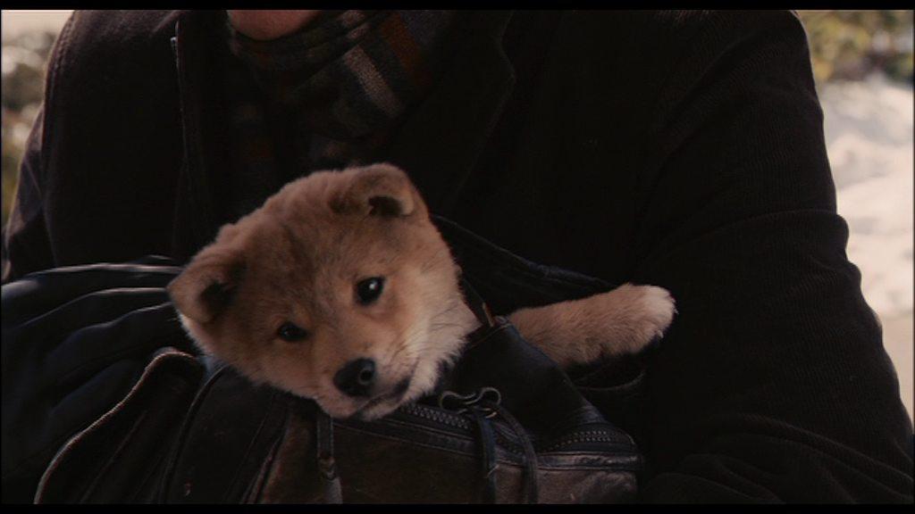 Кадр из фильма Хатико: Самый верный друг / Hachi: A Dog's Tale (2009)
