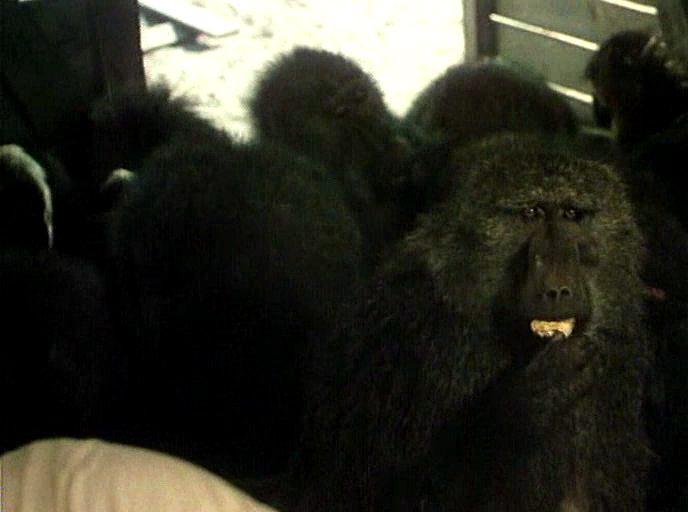 Кадр из фильма В тени Килиманджаро / In the Shadow of Kilimanjaro (1986)