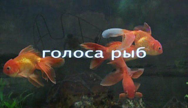 Кадр из фильма Голоса рыб (2008)