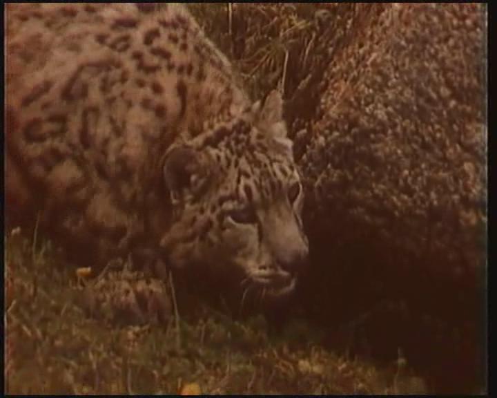 Кадр из фильма Тигр снегов (1987)
