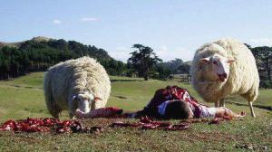 Кадры из фильма Паршивая овца / Black Sheep (2007)