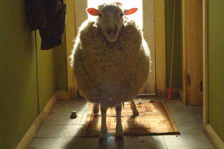Кадр из фильма Паршивая овца / Black Sheep (2007)