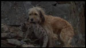 Кадры из фильма Погоня за Бенджи / Benji The Hunted (1987)