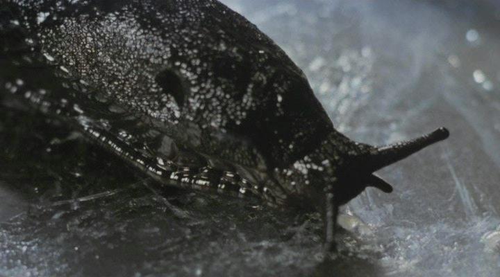 Кадр из фильма Слизни / Slugs, muerte viscosa (1988)