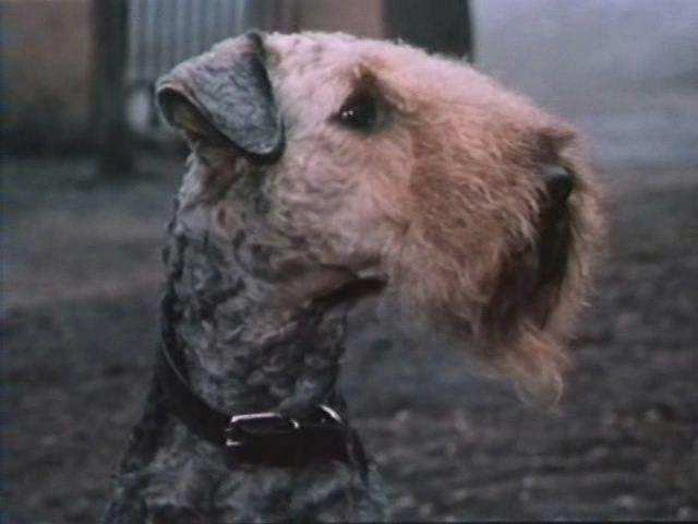 Кадр из фильма Кувырок через голову (1988)