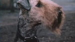 Кадры из фильма Кувырок через голову (1988)