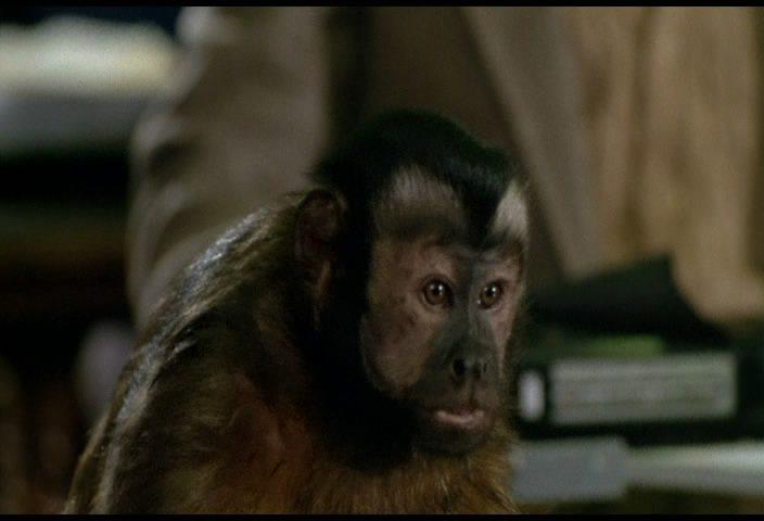 Кадр из фильма Обезьяна - убийца / Monkey Shines (1988)