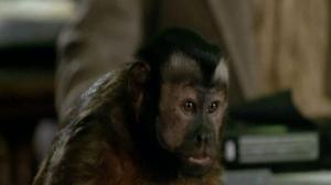Кадры из фильма Обезьяна - убийца / Monkey Shines (1988)