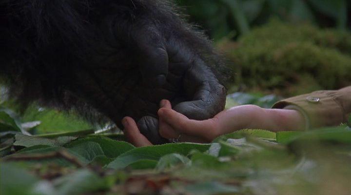 Кадр из фильма Гориллы в тумане: История Дайан Фосси / Gorillas in the Mist: The Story of Dian Fossey (1988)
