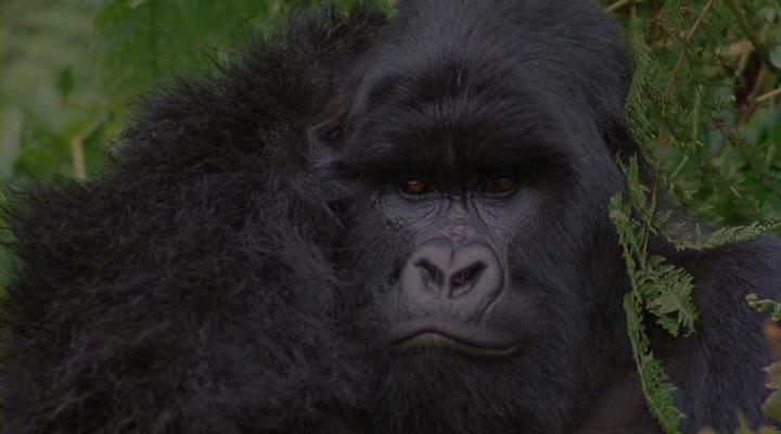 Кадр из фильма Гориллы в тумане: История Дайан Фосси / Gorillas in the Mist: The Story of Dian Fossey (1988)