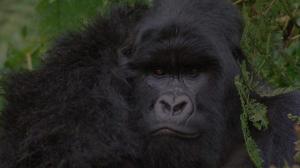 Кадры из фильма Гориллы в тумане: История Дайан Фосси / Gorillas in the Mist: The Story of Dian Fossey (1988)