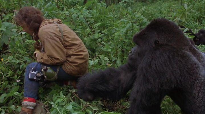 Кадр из фильма Гориллы в тумане: История Дайан Фосси / Gorillas in the Mist: The Story of Dian Fossey (1988)
