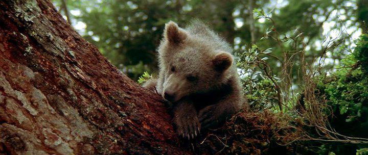 Кадр из фильма Медведь / L'ours (1988)