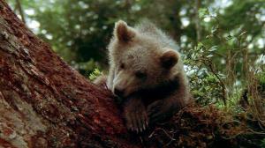 Кадры из фильма Медведь / L'ours (1988)