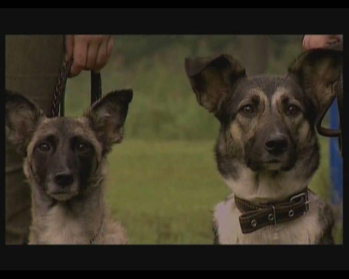 Кадр из фильма Марфа и её щенки 2: Приключения продолжаются (2007)
