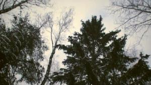 Кадры из фильма Сырые дрова (2007)