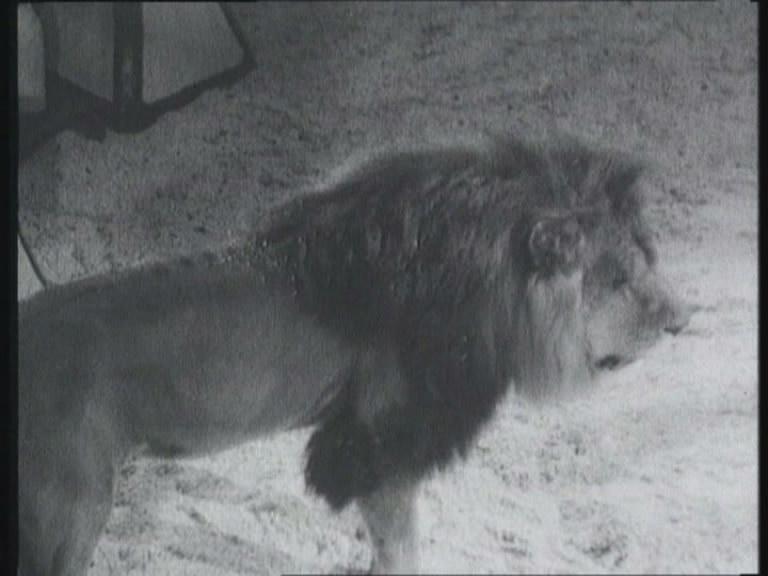 Кадр из фильма Цирк (1936)