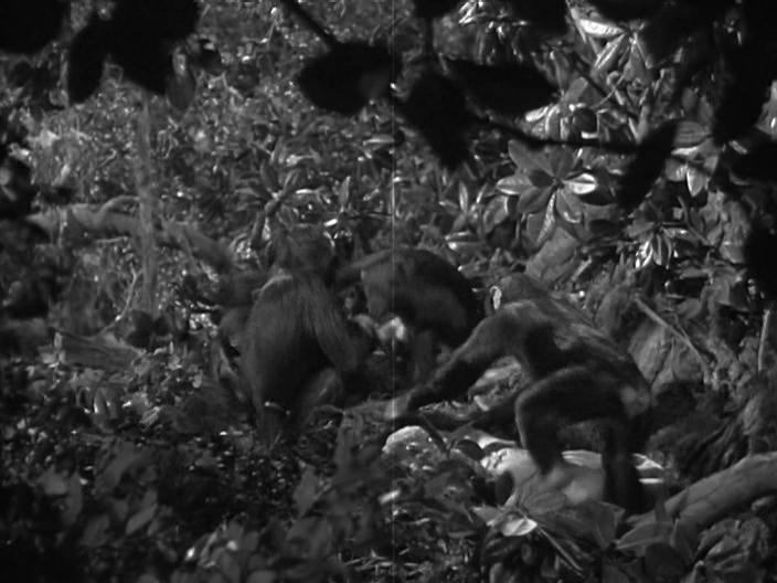 Кадр из фильма Тарзан находит сына / Tarzan Finds a Son! (1939)