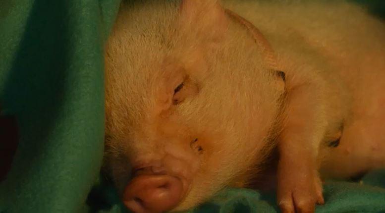 Кадр из фильма Арло: Говорящий поросёнок / Arlo: The Burping Pig (2016)