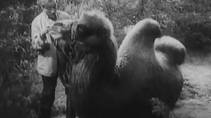 Кадры из фильма Бродяги / Wlóczegi (1939)