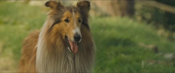 Кадр из фильма Лэсси / Lassie (2006)