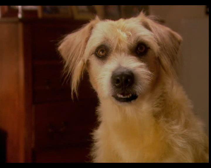 Кадр из фильма Ленни - чудо собака! / Lenny the Wonder Dog (2004)
