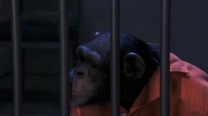 Кадры из фильма Волосатая история / Funky Monkey (2004)