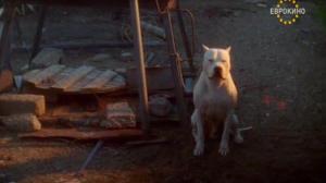 Кадры из фильма Аргентинский дог / El perro (2004)