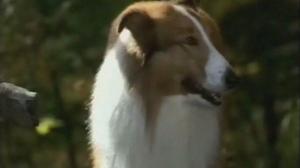 Кадры из фильма Лэсси / Lassie (1994)