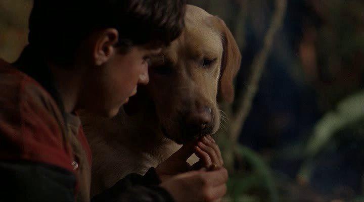 Кадр из фильма Далеко от дома: Приключения желтого пса / Far from Home: The Adventures of Yellow Dog (1995)