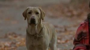 Кадры из фильма Далеко от дома: Приключения желтого пса / Far from Home: The Adventures of Yellow Dog (1995)