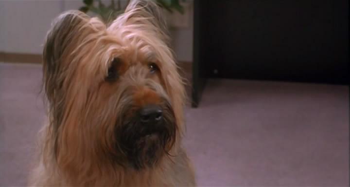 Кадр из фильма Главная собака / Top Dog (1995)
