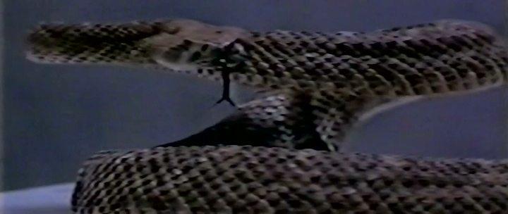Кадр из фильма Гремучие змеи / Rattled (1996)