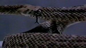 Кадры из фильма Гремучие змеи / Rattled (1996)