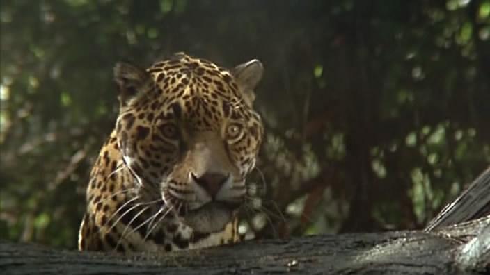Кадр из фильма Ягуар / Le jaguar (1996)