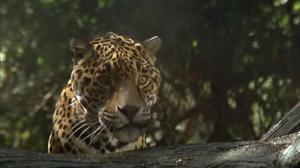 Кадры из фильма Ягуар / Le jaguar (1996)