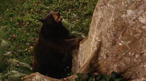 Кадры из фильма Вторая книга джунглей: Маугли и Балу / The Second Jungle Book: Mowgli & Baloo (1997)