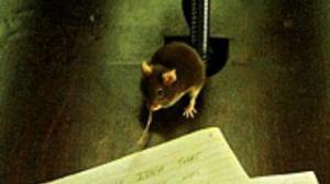 Кадры из фильма Мышиная охота / Mousehunt (1997)
