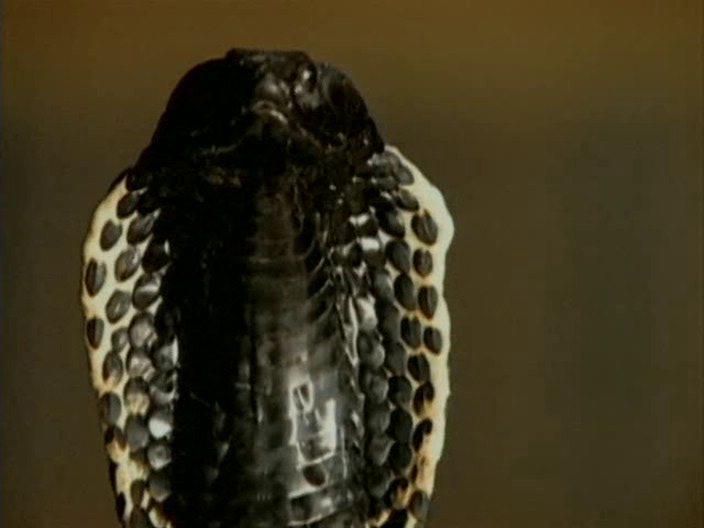 Кадр из фильма Змеиный остров / Snake Island (2002)